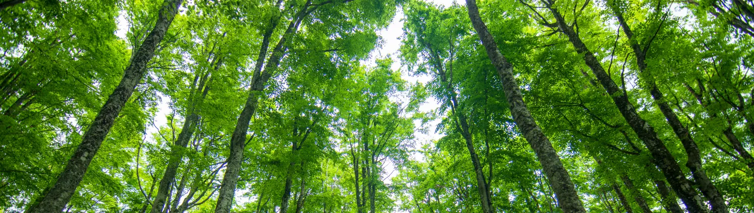 Wald von unten, sodass die Baumkronen zusehen sind.