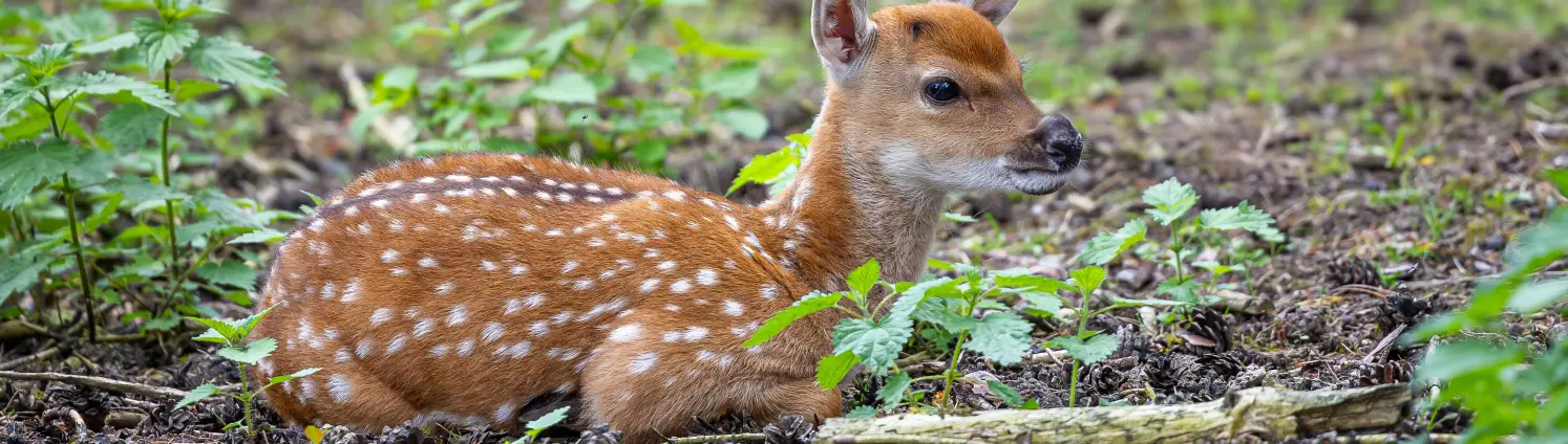 EMB Vereinsenergie: Geflecktes Rehkitz, das sich auf dem grünen Waldboden ausruht.