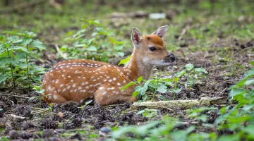 EMB Vereinsenergie: Geflecktes Rehkitz, das sich auf dem grünen Waldboden ausruht.