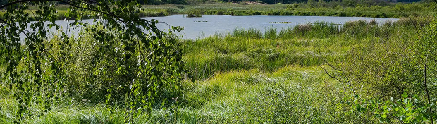 Der Naturpark Uckermärkische Seen inmitten einer wasserreichen, sanft gewellten Landschaft