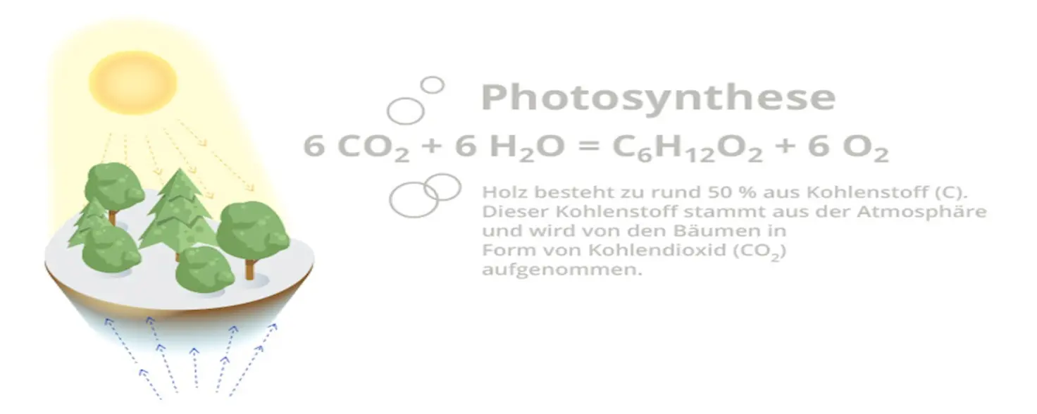 Photosynthese Infografik