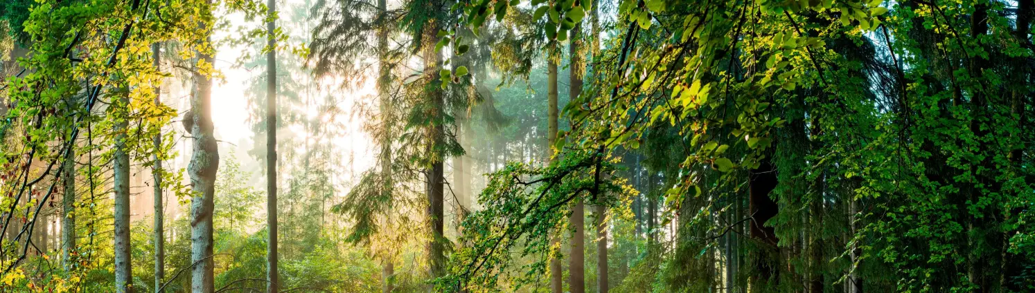 Eine idyllische Waldlandschaft, in welche die Sonne reinscheint