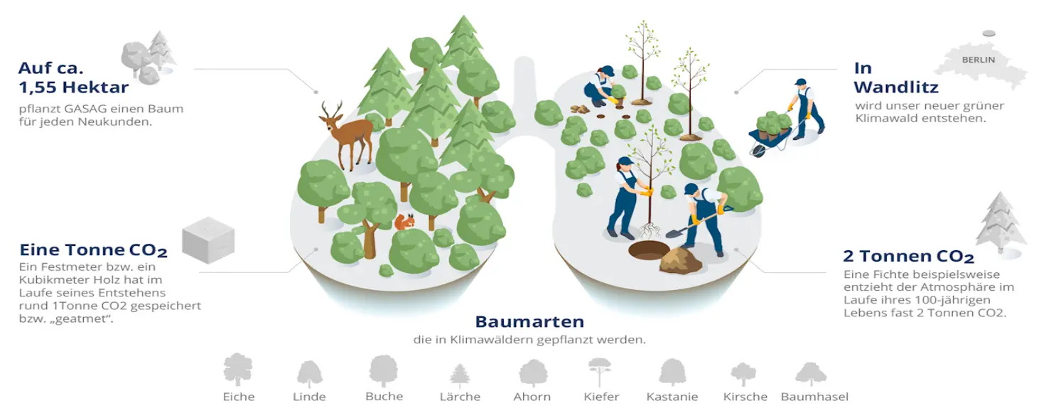 Infografik zum Klimawald, auf dem die Größe, die CO2 Einsparung und die Baumarten erklärt werden